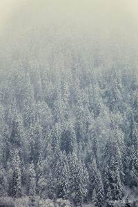 An abstract view of a snowy fir trees
