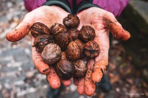 nuts in hands Zagori area
